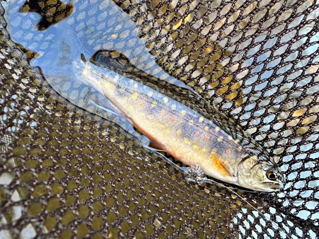 A few thoughts on DEC NY's 2026 trout stocking – Chuck Grimmett